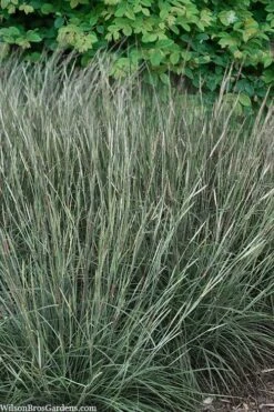 Black Mountain Bluestem Grass (Andropogon Ternarius) - 6 Pack Of 1 Gallon Pots 9 Black Mountain Bluestem Grass (Andropogon Ternarius) - 6 Pack Of 1 Gallon Pots -Botanica Tree Store andropogon ternarius black mountain bluestem grass 4 1