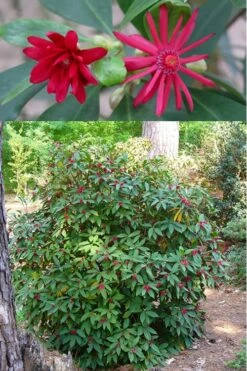Florida Anise - Illicium Floridanum - 1 Gallon Pot -Botanica Tree Store anise florida illicium floridanum 500x750 1