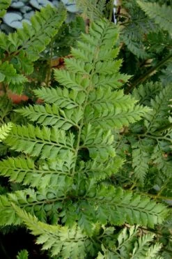 Shiny Bristle Fern - 1 Gallon Pot -Botanica Tree Store arachnoides davalliaeformis shiny bristle fern 2 1