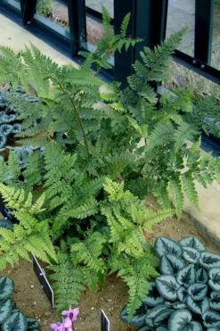 Shiny Bristle Fern - 6 Pack Of 1 Gallon Pots -Botanica Tree Store arachnoides davalliaeformis shiny bristle fern 4