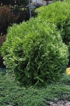 Tom Thumb Dwarf Globe Arborvitae - 1 Gallon Pot -Botanica Tree Store arborvitae thom thumb 11