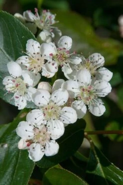 Red Chokeberry (Aronia Arbutifolia) - 1 Gallon Pot 9 Red Chokeberry (Aronia Arbutifolia) - 1 Gallon Pot -Botanica Tree Store aronia arbutifolia red chokeberry 1