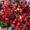 Red Chokeberry (Aronia Arbutifolia) - 1 Gallon Pot