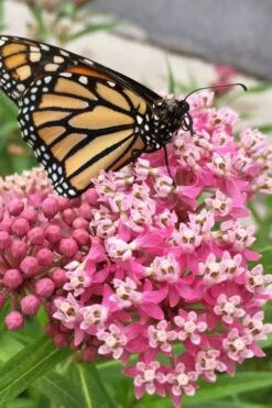 Rose Swamp Milkweed (Asclepias Incarnata) - 8 Pack Of 1 Gallon Pots 19 Rose Swamp Milkweed (Asclepias Incarnata) - 8 Pack Of 1 Gallon Pots -Botanica Tree Store asclepias incarnata cinderella swamp milkweed 11