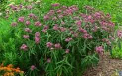 Cinderella Swamp Milkweed (Asclepias Incarnata) - 1 Gallon Pot -Botanica Tree Store asclepias incarnata cinderella swamp milkweed 12