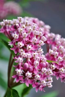Cinderella Swamp Milkweed (Asclepias Incarnata) - 1 Gallon Pot -Botanica Tree Store asclepias incarnata cinderella swamp milkweed 13