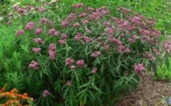 Rose Swamp Milkweed (Asclepias Incarnata) - 8 Pack Of 1 Gallon Pots 16 Rose Swamp Milkweed (Asclepias Incarnata) - 8 Pack Of 1 Gallon Pots -Botanica Tree Store asclepias incarnata rose swamp milkweed 10