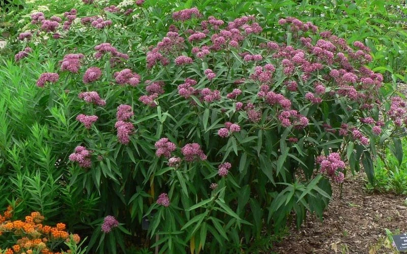 Rose Swamp Milkweed (Asclepias Incarnata) - 8 Pack Of 1 Gallon Pots 7 Rose Swamp Milkweed (Asclepias Incarnata) - 8 Pack Of 1 Gallon Pots - Image 7