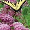 Rose Swamp Milkweed (Asclepias Incarnata) - 8 Pack Of 1 Gallon Pots