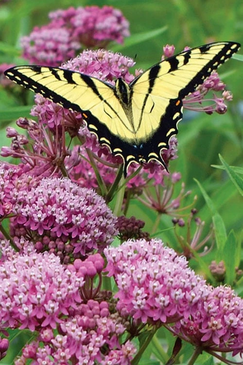 Rose Swamp Milkweed (Asclepias Incarnata) - 8 Pack Of 1 Gallon Pots 1 Rose Swamp Milkweed (Asclepias Incarnata) - 8 Pack Of 1 Gallon Pots