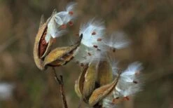Rose Swamp Milkweed (Asclepias Incarnata) - 8 Pack Of 1 Gallon Pots 17 Rose Swamp Milkweed (Asclepias Incarnata) - 8 Pack Of 1 Gallon Pots -Botanica Tree Store asclepias incarnata rose swamp milkweed 5