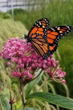 Rose Swamp Milkweed (Asclepias Incarnata) - 8 Pack Of 1 Gallon Pots 14 Rose Swamp Milkweed (Asclepias Incarnata) - 8 Pack Of 1 Gallon Pots -Botanica Tree Store asclepias incarnata rose swamp milkweed 7