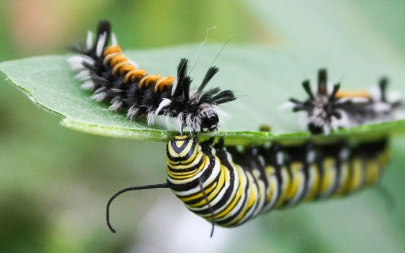 Rose Swamp Milkweed (Asclepias Incarnata) - 8 Pack Of 1 Gallon Pots 6 Rose Swamp Milkweed (Asclepias Incarnata) - 8 Pack Of 1 Gallon Pots - Image 6