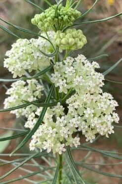 White Whorled Milkweed (Asclepias Verticillata) - 1 Gallon Pot -Botanica Tree Store asclepias verticillata white whorled milkweed 5