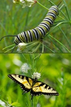 White Whorled Milkweed (Asclepias Verticillata) - 1 Gallon Pot -Botanica Tree Store asclepias verticillata white whorled milkweed 7