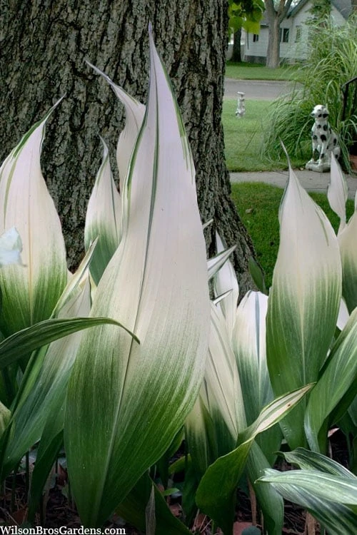 Snowcap Cast Iron Plant (Aspidistra Elatior 'Snowcap') - 3 Gallon Pot 1 Snowcap Cast Iron Plant (Aspidistra Elatior 'Snowcap') - 3 Gallon Pot