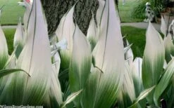 Snowcap Cast Iron Plant (Aspidistra Elatior 'Snowcap') - 3 Gallon Pot 9 Snowcap Cast Iron Plant (Aspidistra Elatior 'Snowcap') - 3 Gallon Pot -Botanica Tree Store aspidistra elatior snow cap cast iron plant 2