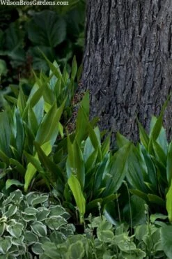 Tiny Tank Dwarf Cast Iron Plant - 3 Gallon Pot -Botanica Tree Store aspidistra elatior tiny tank dwarf cast iron plant 4