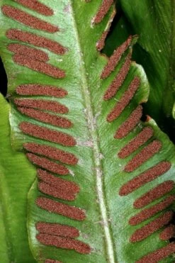 Hart's Tongue Fern (Asplenium Scolopendrium) - 1 Gallon Pot -Botanica Tree Store asplenium scolopendrium harts tongue fern 2