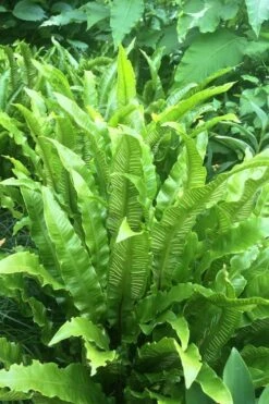 Hart's Tongue Fern (Asplenium Scolopendrium) - 1 Gallon Pot -Botanica Tree Store asplenium scolopendrium harts tongue fern 3