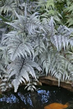 Japanese Painted Fern - 5 Pack Of Quart Pots -Botanica Tree Store athyrium niponicum pictum japanese painted fern 101