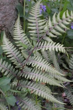 Japanese Painted Fern - 1 Gallon Pot -Botanica Tree Store athyrium niponicum pictum japanese painted fern 103 1