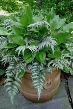 Japanese Painted Fern - 6 Pack Of 1 Gallon Pots -Botanica Tree Store athyrium niponicum pictum japanese painted fern 104 3
