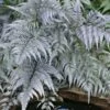 Japanese Painted Fern - 5 Pack Of Quart Pots