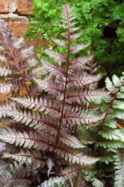 Regal Red Japanese Painted Fern - 1 Gallon Pot -Botanica Tree Store athyrium pictum regal red japanese painted fern 11 3