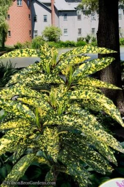 Hosoba Hoshifu Variegated Aucuba (Japanese Laurel) - 1 Gallon Pot -Botanica Tree Store aucuba hosoba hoshifu11