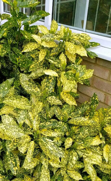 Golden King Aucuba (Male) - 3 Gallon Pot 4 Golden King Aucuba (Male) - 3 Gallon Pot - Image 4