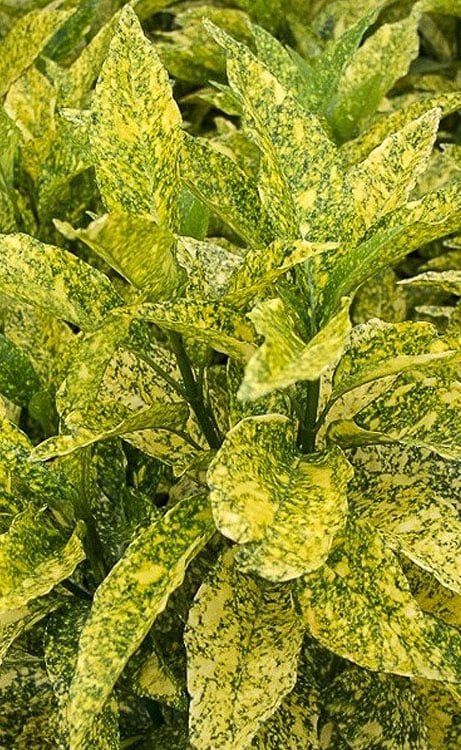 Golden King Aucuba (Male) - 3 Gallon Pot 1 Golden King Aucuba (Male) - 3 Gallon Pot