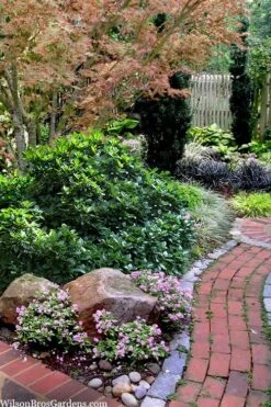 Rozannie Dwarf Aucuba (Japanese Laurel) - 3 Gallon Pot -Botanica Tree Store aucuba japonica rozannie japanese laurel 12