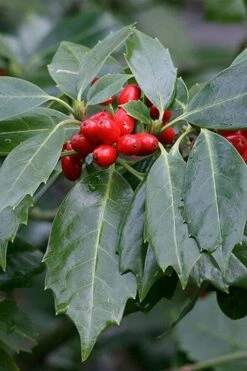 Rozannie Dwarf Aucuba (Japanese Laurel) - 3 Gallon Pot -Botanica Tree Store aucuba japonica rozannie japanese laurel 6