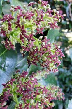 Rozannie Dwarf Aucuba (Japanese Laurel) - 3 Gallon Pot -Botanica Tree Store aucuba japonica rozannie japanese laurel 9