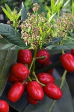 Sawtoothed Aucuba Serratifolia - 6 Pack Of 1 Gallon Pots -Botanica Tree Store aucuba japonica serratifolia sawtoothed japanese laurel 21