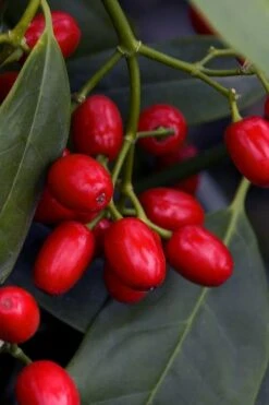 Sawtoothed Aucuba Serratifolia - 6 Pack Of 1 Gallon Pots -Botanica Tree Store aucuba japonica serratifolia sawtoothed japanese laurel 23