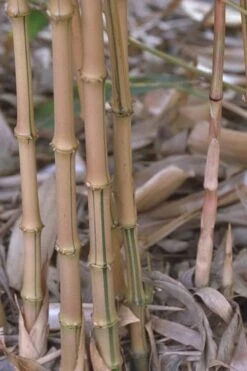 Golden Square Stem Bamboo (Chimonobambusa Quadrangularis 'Suow') - 5 Gallon Pot -Botanica Tree Store bamboo golden square stem 5 1