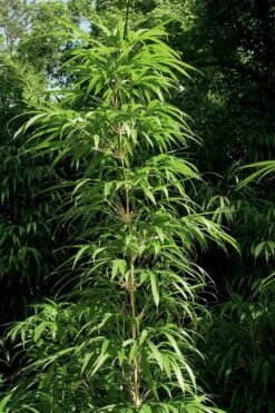 Golden Square Stem Bamboo (Chimonobambusa Quadrangularis 'Suow') - 3 Gallon Pot -Botanica Tree Store bamboo golden square stem 6