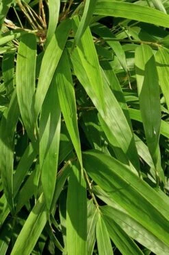 Golden Square Stem Bamboo (Chimonobambusa Quadrangularis 'Suow') - 5 Gallon Pot -Botanica Tree Store bamboo golden square stem 7 1