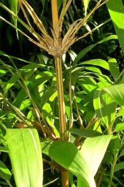 Golden Square Stem Bamboo (Chimonobambusa Quadrangularis 'Suow') - 5 Gallon Pot -Botanica Tree Store bamboo golden square stem 8 1
