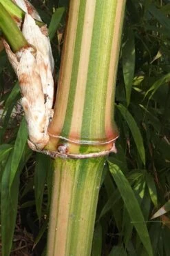 Golden Square Stem Bamboo (Chimonobambusa Quadrangularis 'Suow') - 3 Gallon Pot -Botanica Tree Store bamboo golden square stem 9