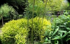 Dwarf Golden Leaf Bamboo - Pleioblastus Viridistriatus 'Chrysophyllus' - 1 Gallon Pot -Botanica Tree Store bamboo green stripe 3