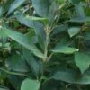 Ruscus Bamboo (Shibataea Kumasaca) - 3 Gallon Pot
