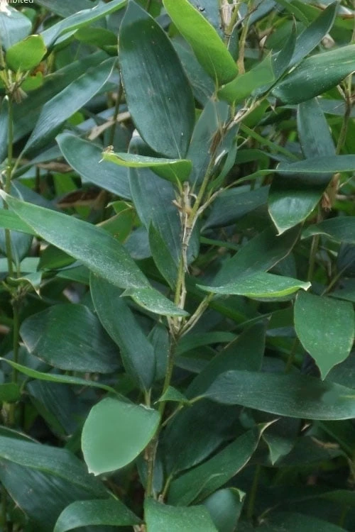 Ruscus Bamboo (Shibataea Kumasaca) - 3 Gallon Pot 1 Ruscus Bamboo (Shibataea Kumasaca) - 3 Gallon Pot