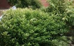 Ruscus Bamboo (Shibataea Kumasaca) - 3 Gallon Pot 10 Ruscus Bamboo (Shibataea Kumasaca) - 3 Gallon Pot -Botanica Tree Store bamboo ruscus 21 1