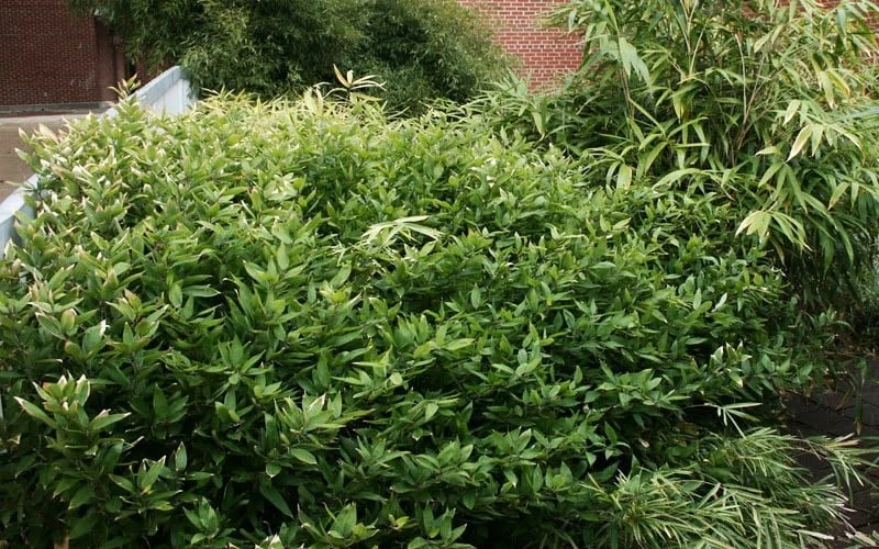 Ruscus Bamboo (Shibataea Kumasaca) - 1 Gallon Pot 5 Ruscus Bamboo (Shibataea Kumasaca) - 1 Gallon Pot - Image 5