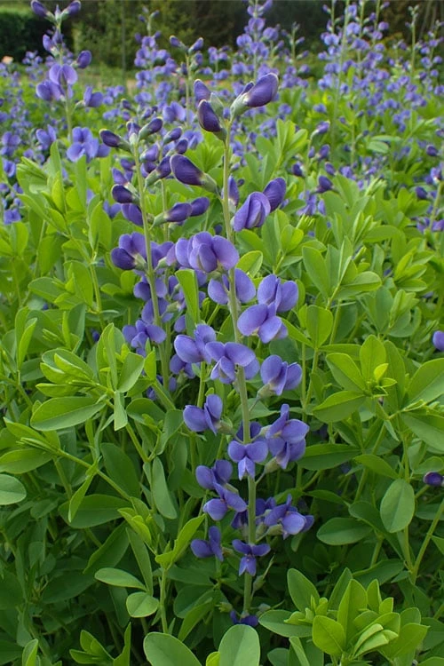 Blue False Indigo (Baptisia Australis) - 1 Gallon Pot 4 Blue False Indigo (Baptisia Australis) - 1 Gallon Pot - Image 4