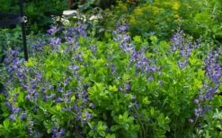 Blue False Indigo (Baptisia Australis) - 1 Gallon Pot 11 Blue False Indigo (Baptisia Australis) - 1 Gallon Pot -Botanica Tree Store baptisia australis blue false indigo 12
