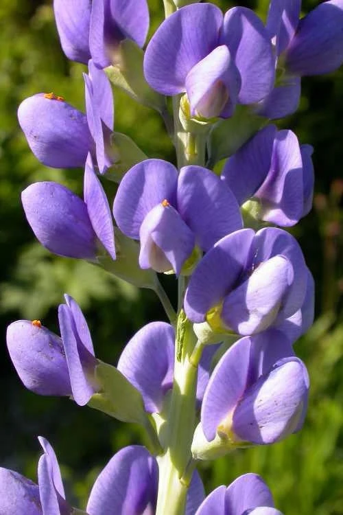 Blue False Indigo (Baptisia Australis) - 1 Gallon Pot 7 Blue False Indigo (Baptisia Australis) - 1 Gallon Pot - Image 7
